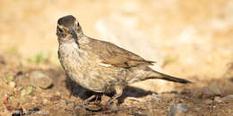 Upucerthia dumetaria hypoleuca Reichenbach 1853 resmi