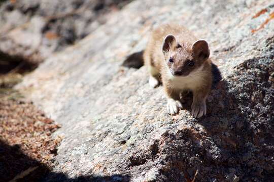 Image of ermine