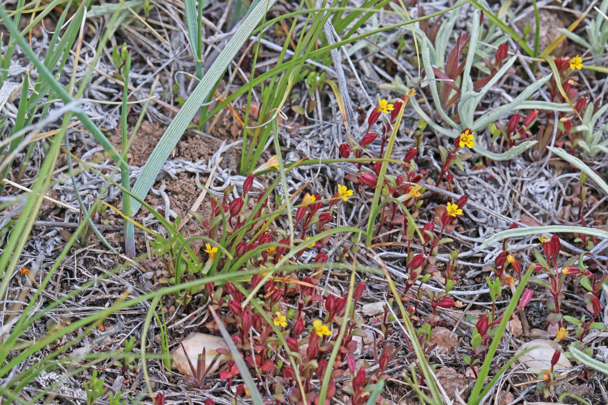 Image of Miniature Monkey-Flower