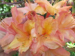 صورة Rhododendron occidentale (Torr. & Gray) A. Gray