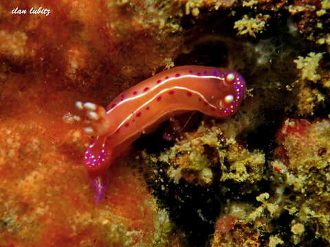 Image of Thorunna australis (Risbec 1928)