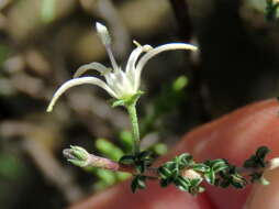 صورة Wahlenbergia nodosa (H. Buek) Lammers