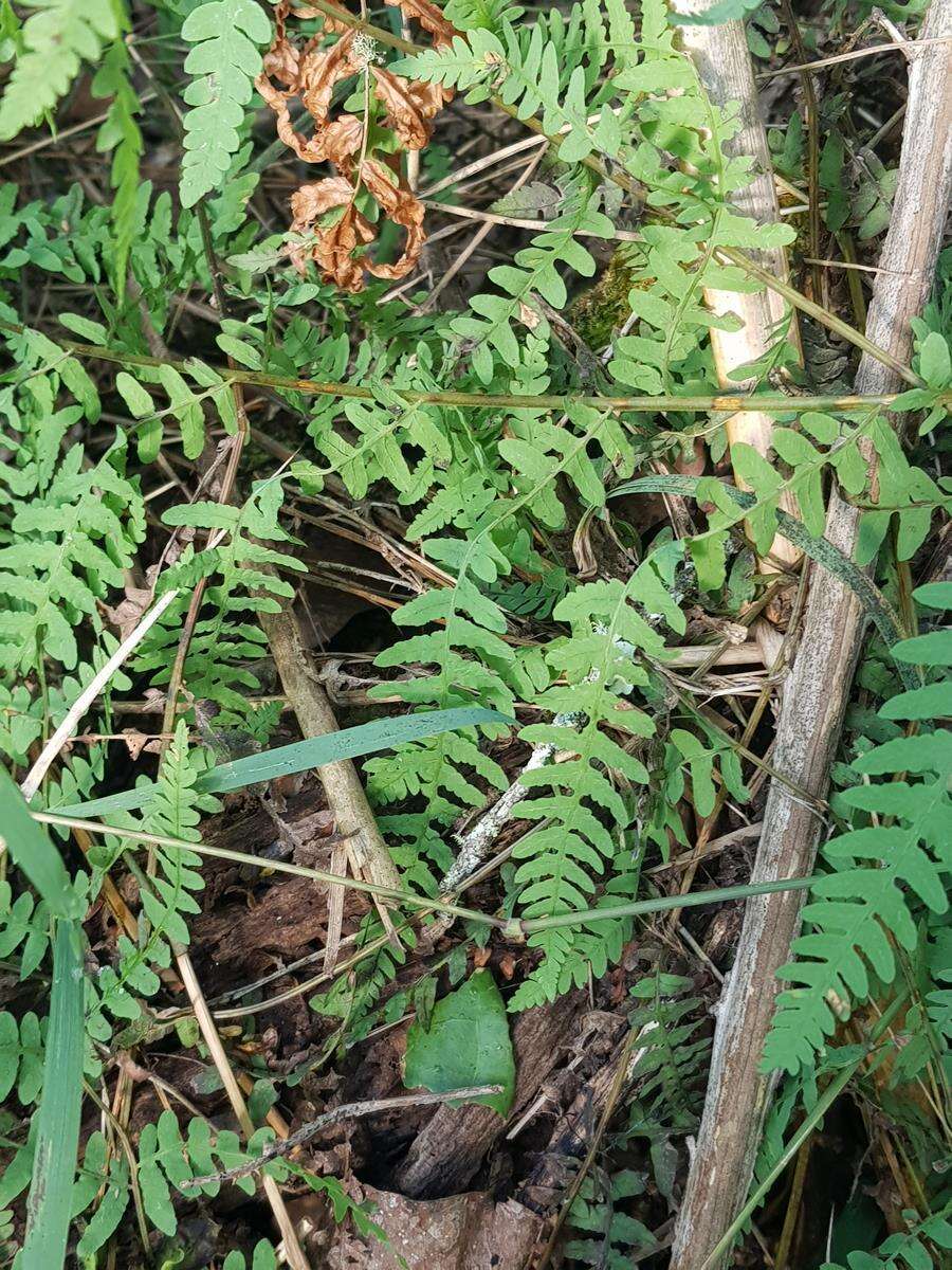 Image of Thelypteris confluens (Thunb.) C. V. Morton