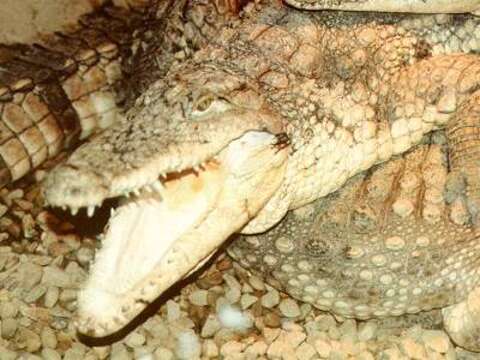 Image of Cuban Crocodile