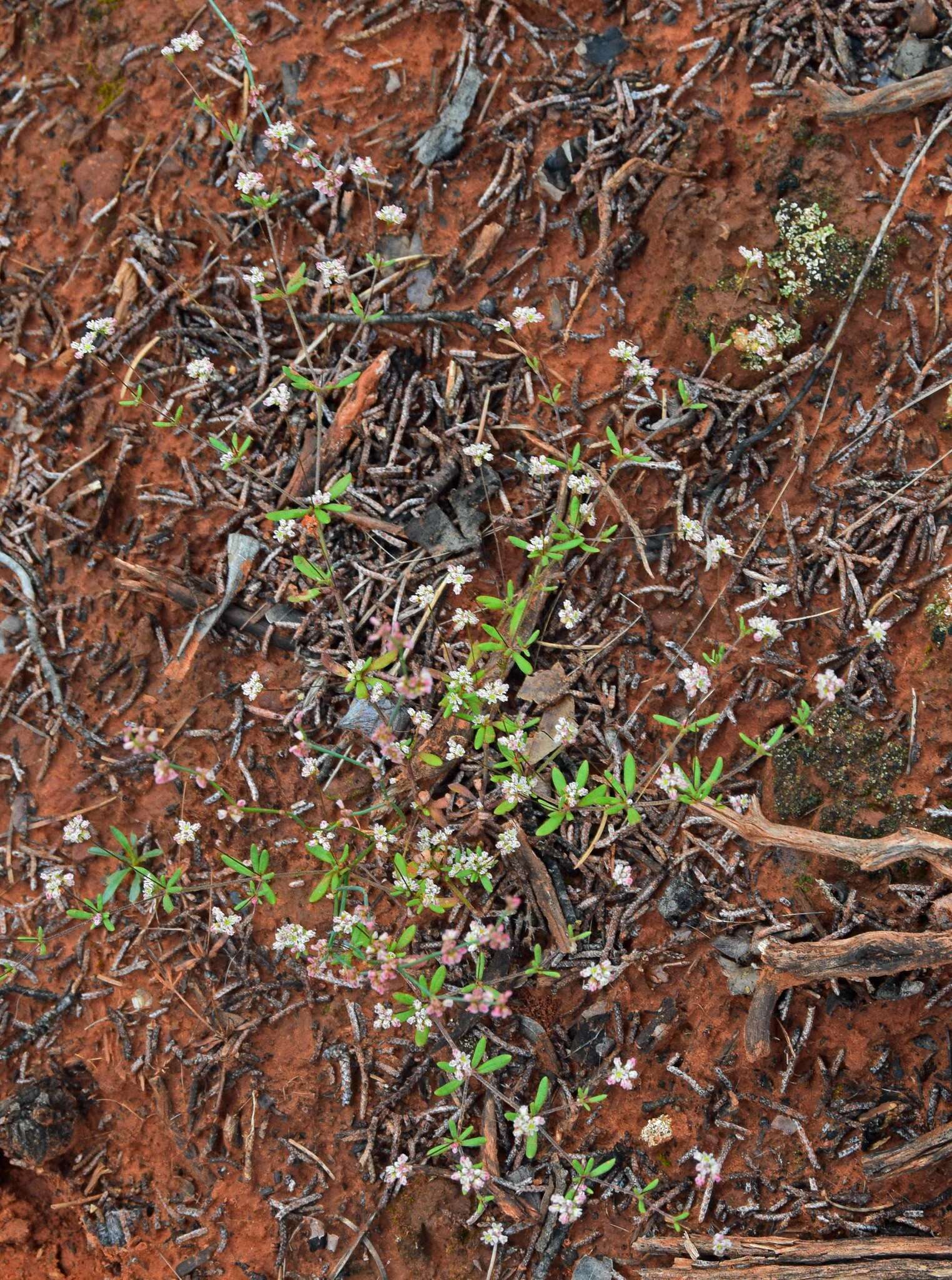 Image de Eriogonum pharnaceoides Torr.