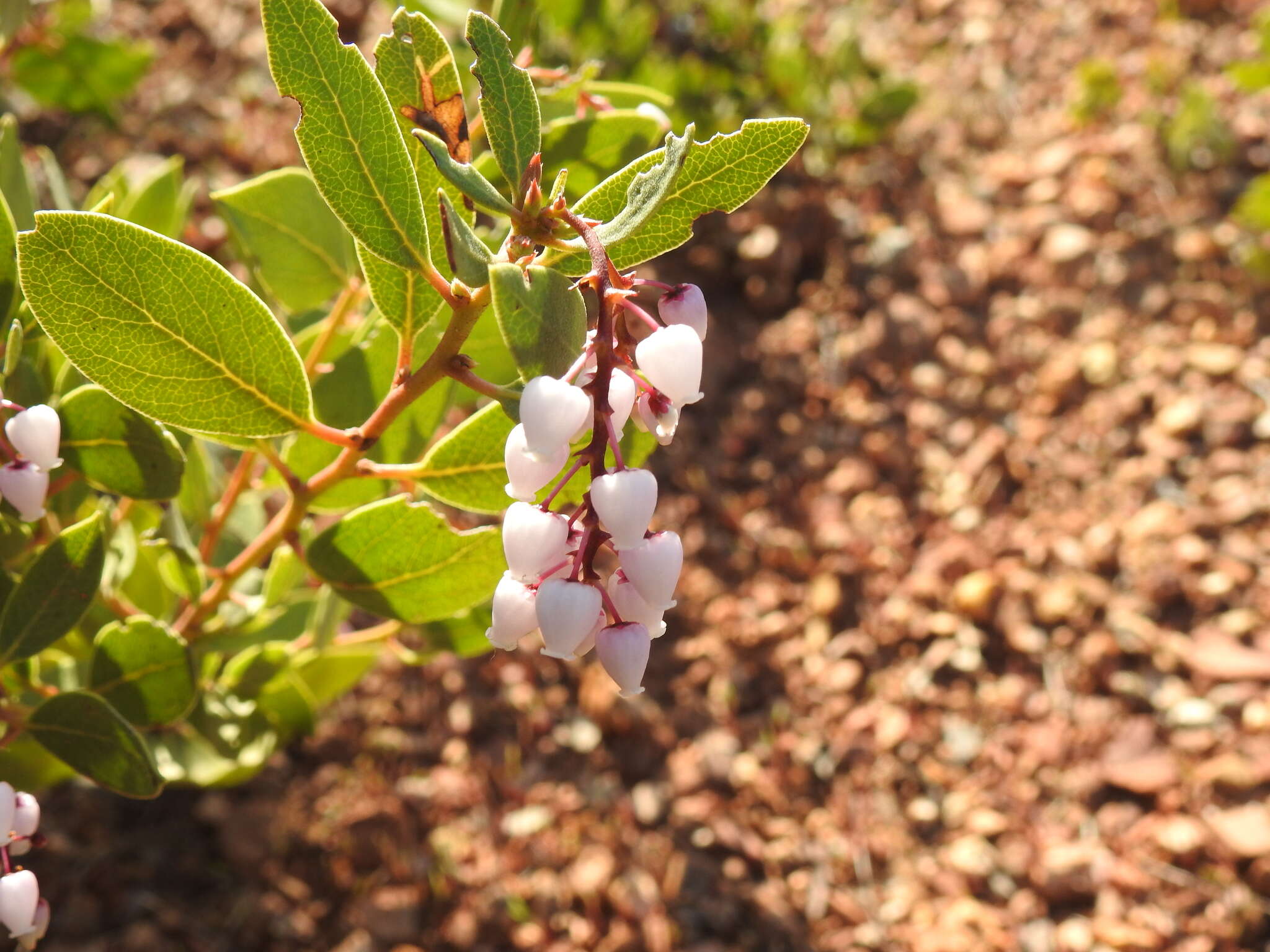 Image of Stanford's manzanita