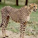 Image of Asiatic Cheetah