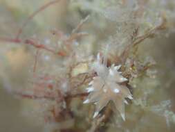 Image of Amphorina linensis (Garcia-Gomez, Cervera & Garcia 1990)