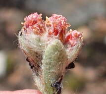 Image de Helichrysum rotundifolium (Thunb.) Less.