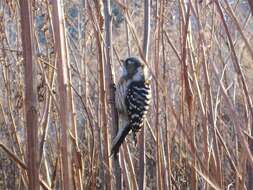 Image of Japanese Pygmy Woodpecker