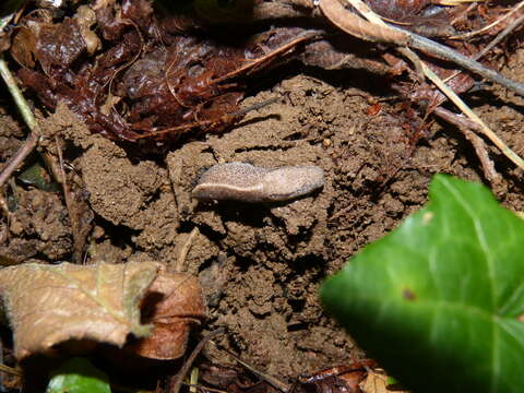 Image of Tandonia rustica (Millet 1843)