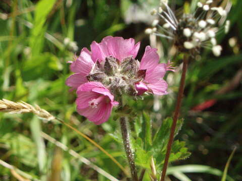 Image of bristlystem checkerbloom