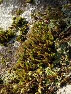 Image of Hutchins' ulota moss