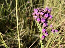 Image of Bristle-Leaf Chaffhead