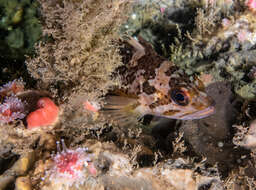 Image of Gopher rockfish