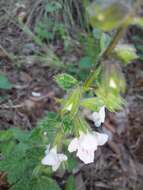 Imagem de Stachys natalensis Hochst.