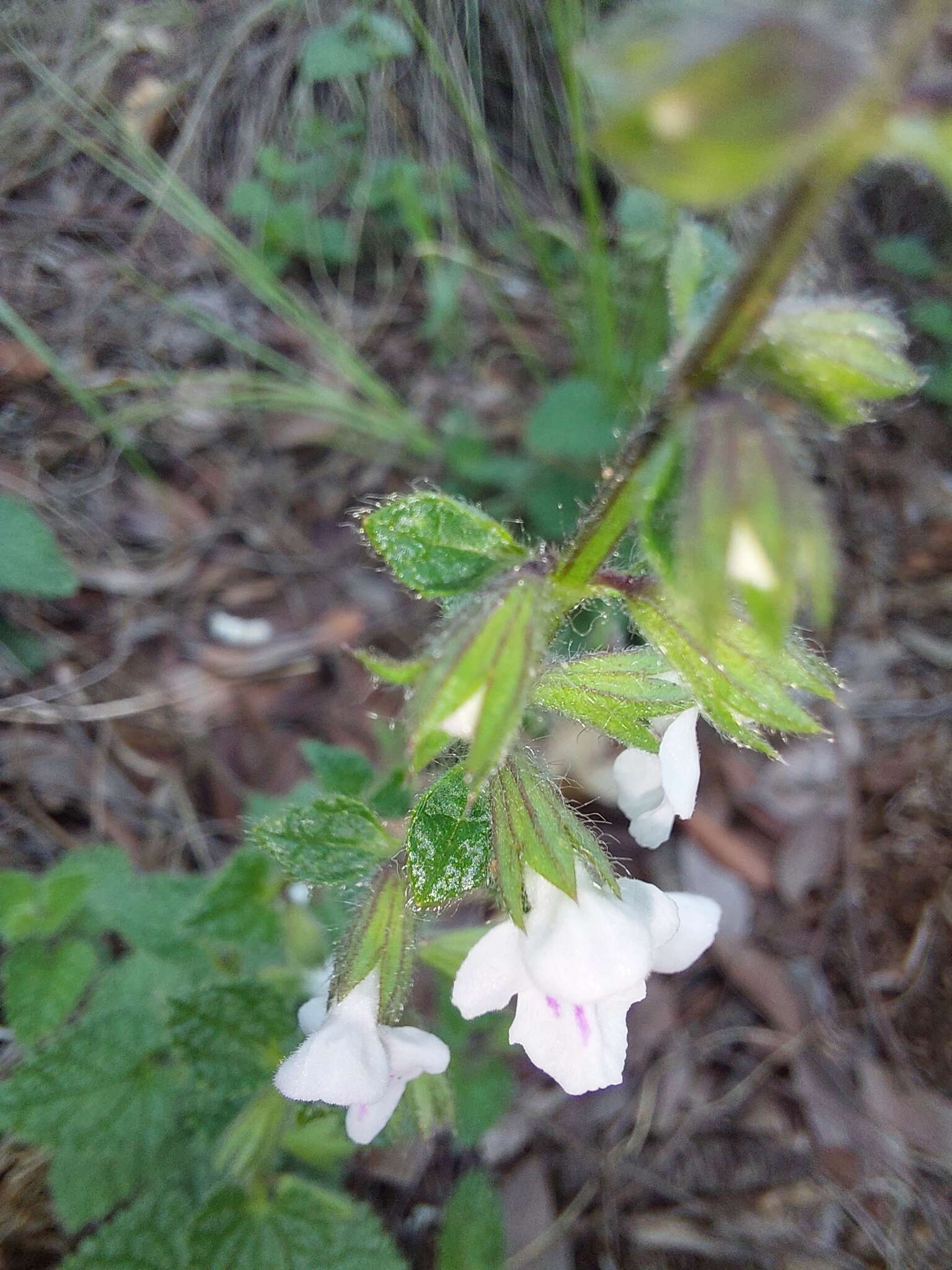 Imagem de Stachys natalensis Hochst.