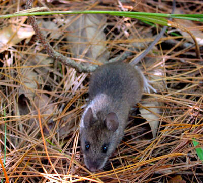 Image of Taiwan Field Mouse