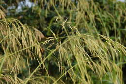 Image of broom corn