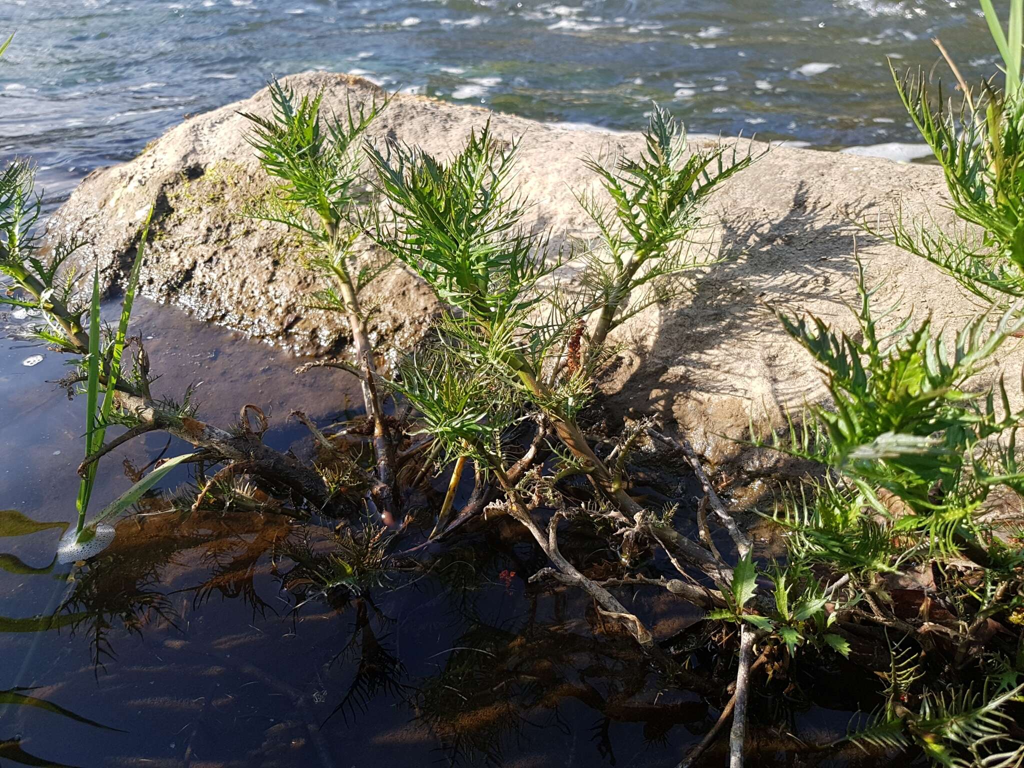 Image of Great Yellow-cress