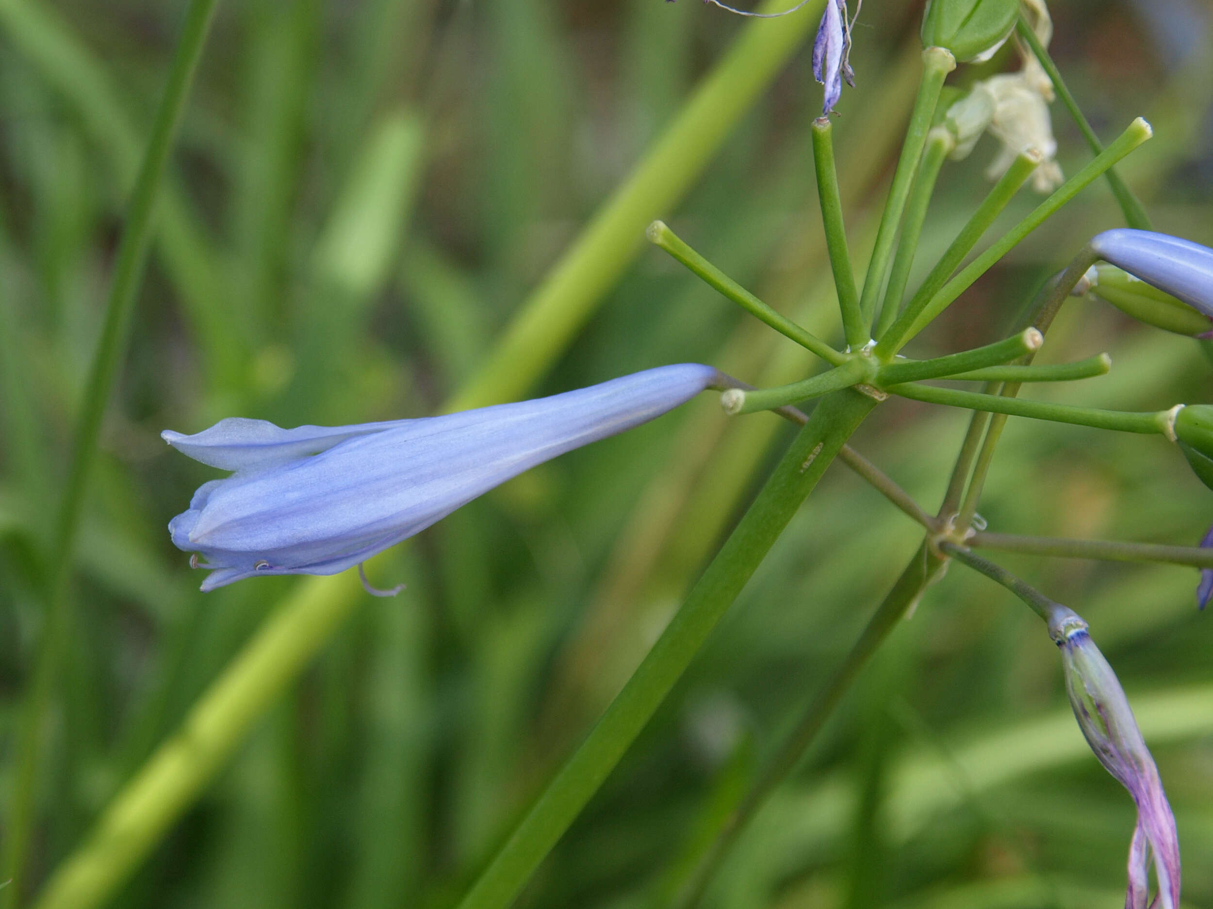 Image of African-lily