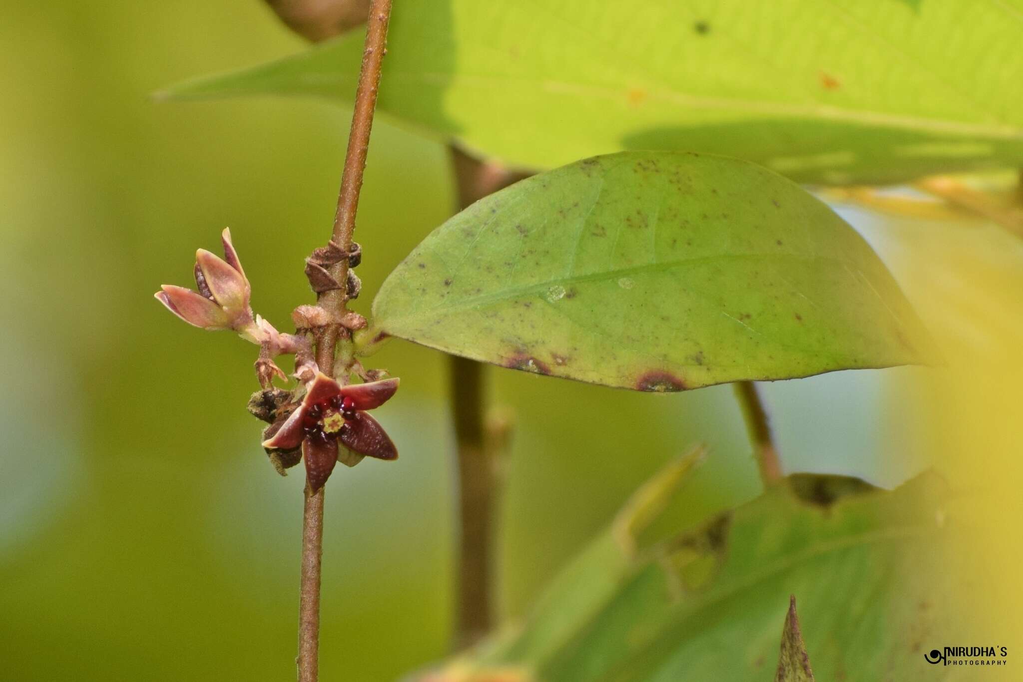 صورة Hemidesmus indicus (L.) R. Br.