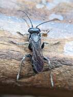 Image of Crabronid wasp