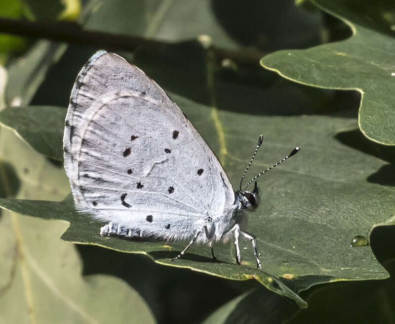 Image of holly blue