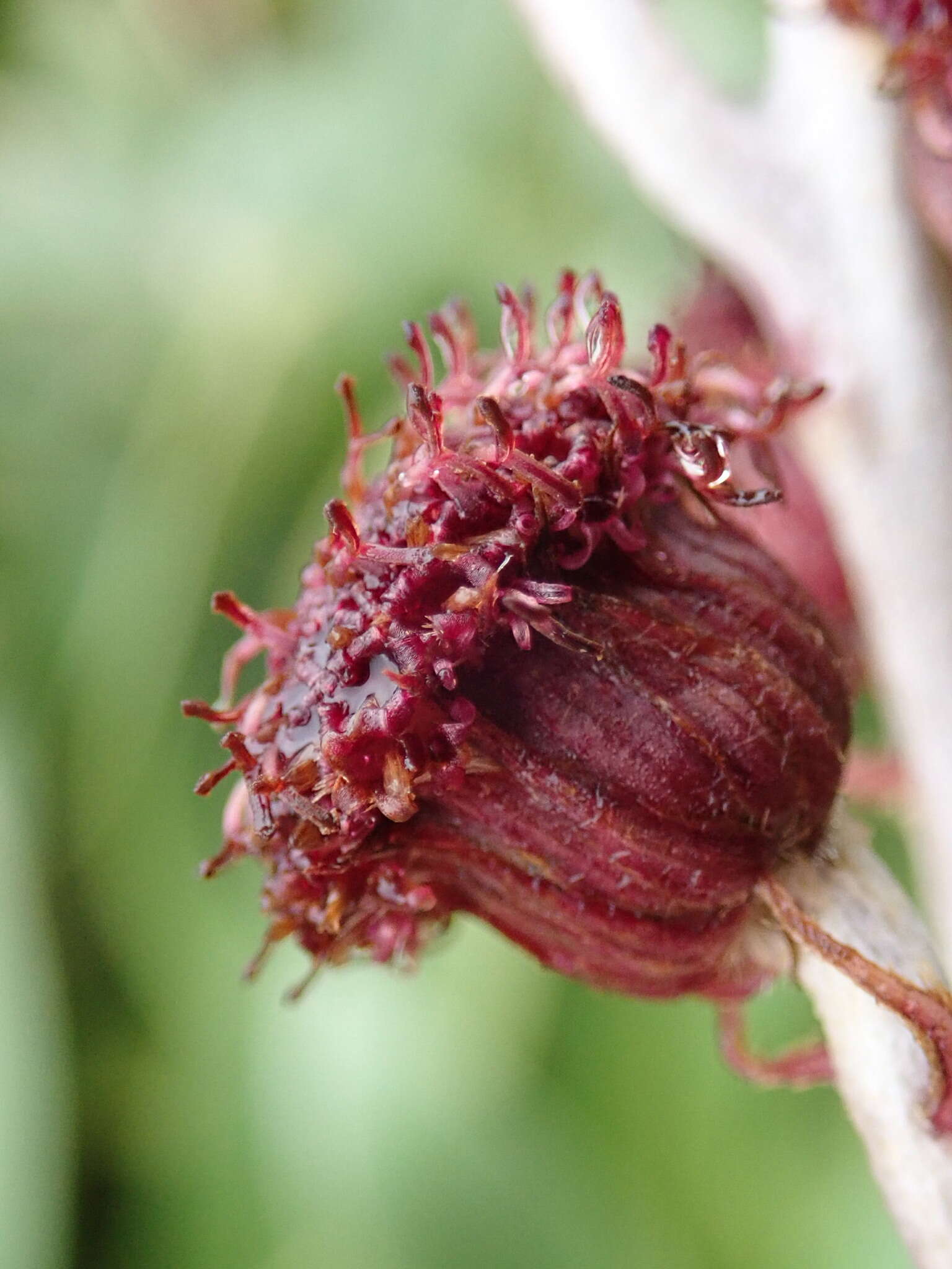 Image of Pleurophyllum hookeri J. Buch.