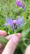 Centaurea triumfettii subsp. tanaitica (Klok.) Dostál的圖片