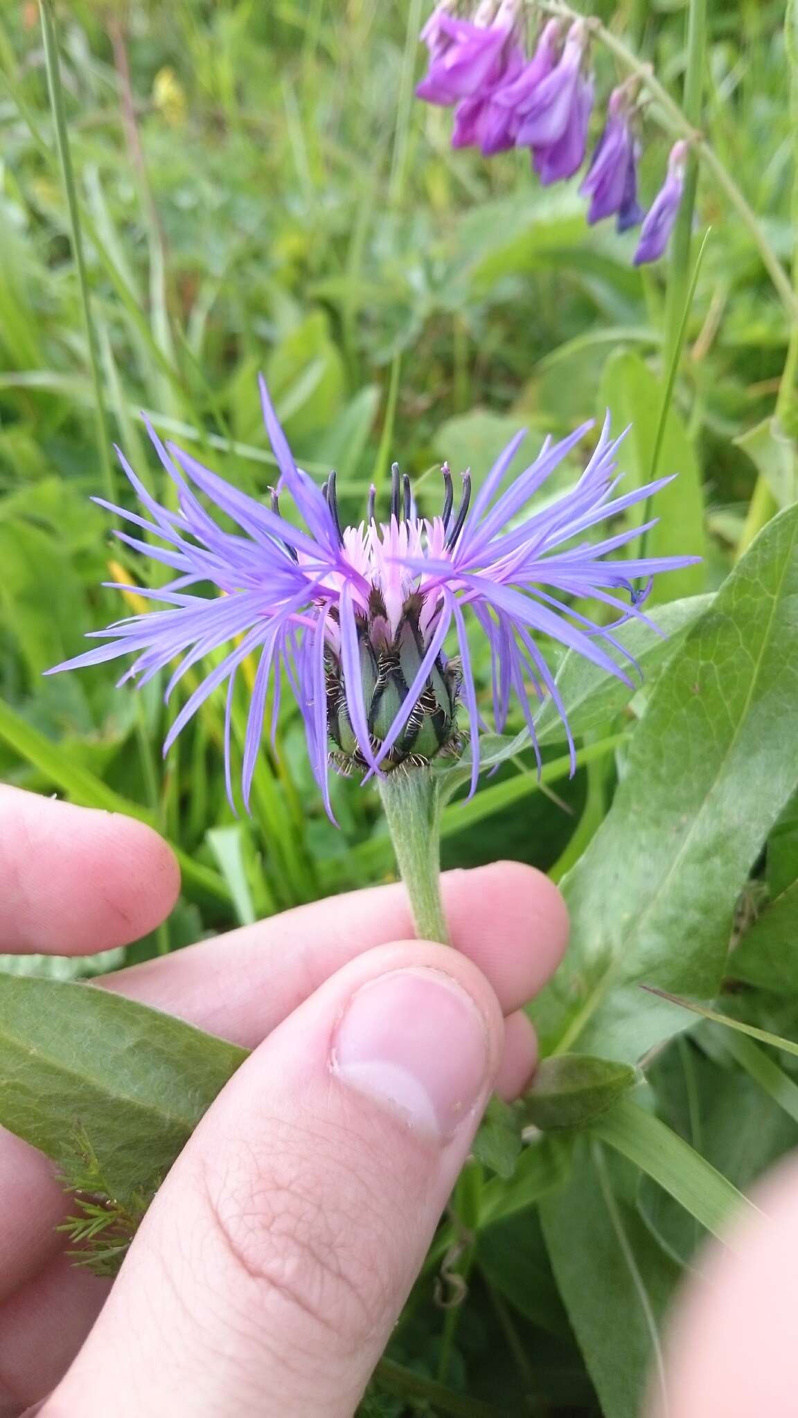 Centaurea triumfettii subsp. tanaitica (Klok.) Dostál的圖片