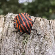 Image of <i>Graphosoma italicum</i>