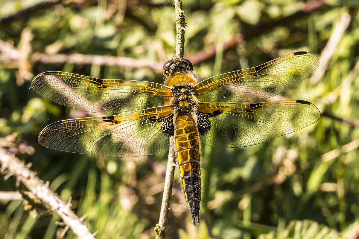 Image of Four-spotted Chaser