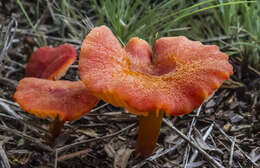 Image of Hygrocybe miniata (Fr.) P. Kumm. 1871