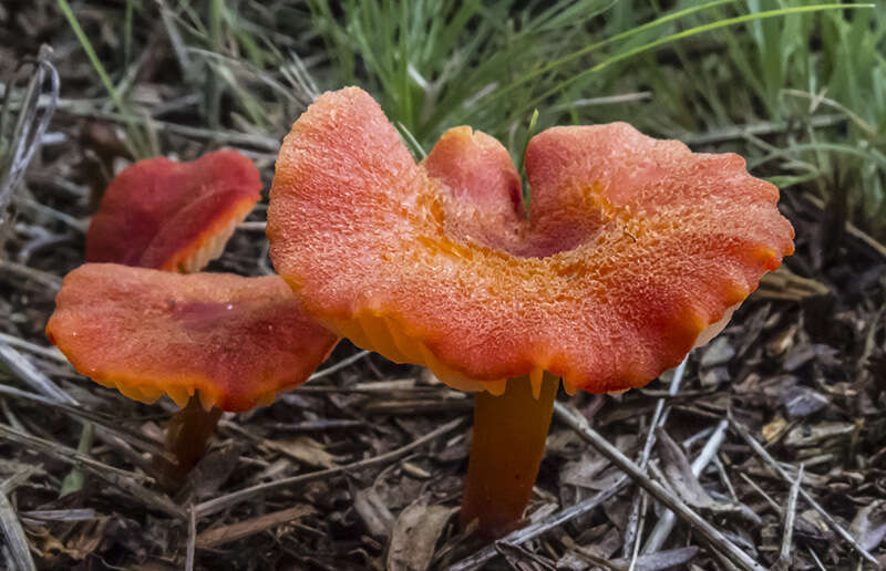 Image of Hygrocybe miniata (Fr.) P. Kumm. 1871