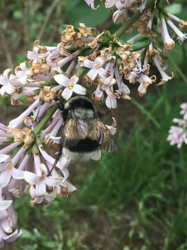 Image of Bombus patagiatus Nylander 1848