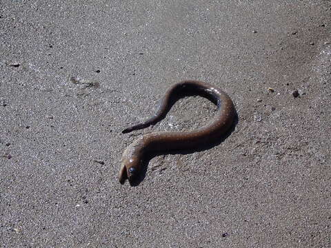 Image of Spottail moray