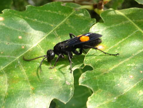 Image of Chirodamus maculipennis (Smith 1855)