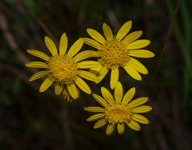 Plancia ëd Senecio banksii Hook. fil.