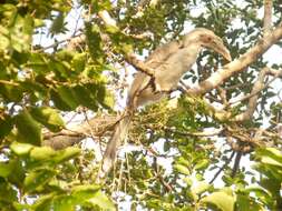 Image of Indian Grey Hornbill