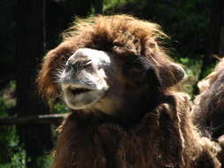 Image of Bactrian camel