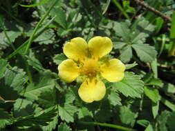 Imagem de Potentilla reptans L.