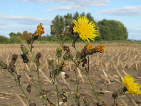 Plancia ëd Sonchus arvensis L.