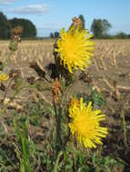 Plancia ëd Sonchus arvensis L.