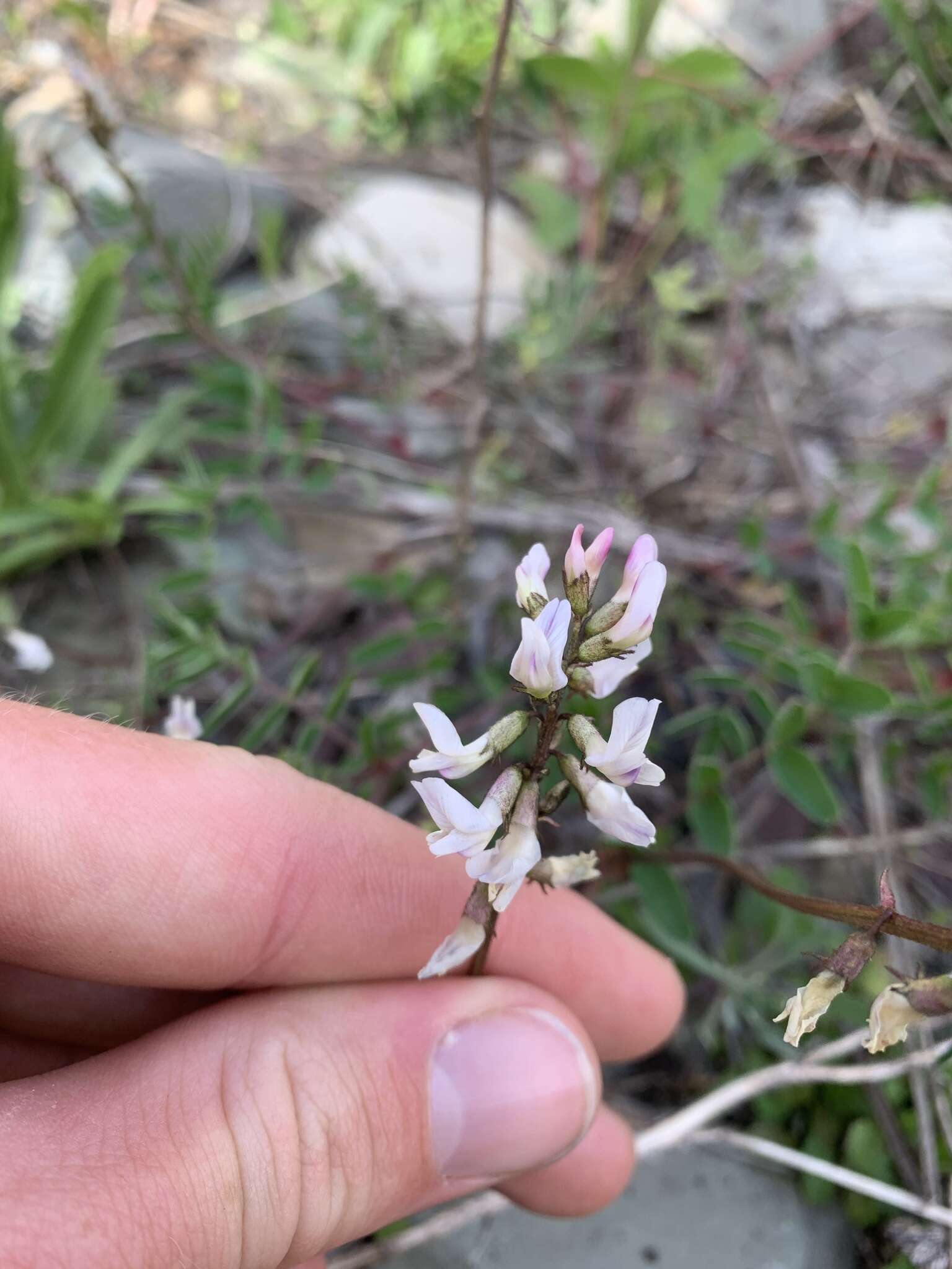 Image of Robbins' milkvetch