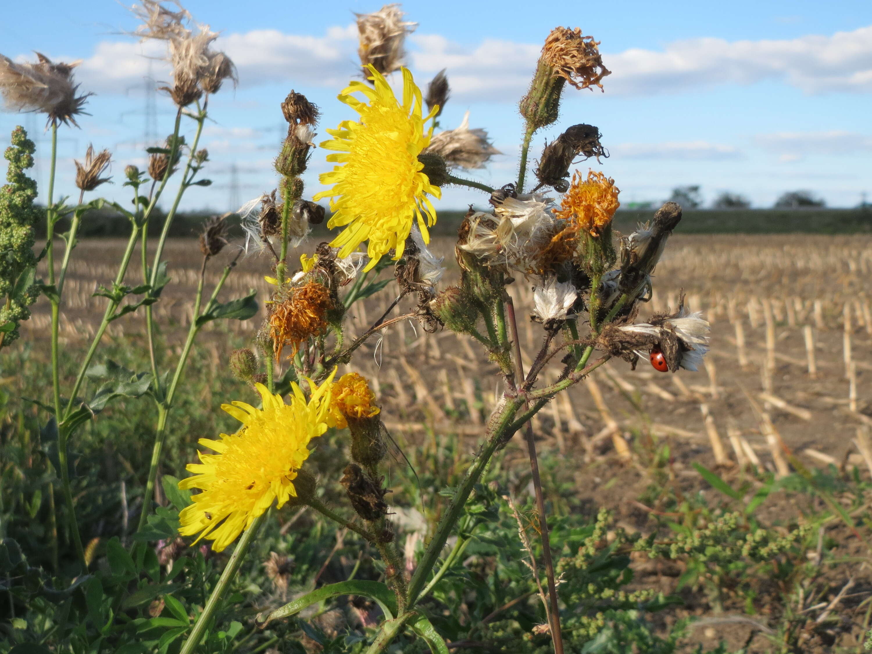 Plancia ëd Sonchus arvensis L.