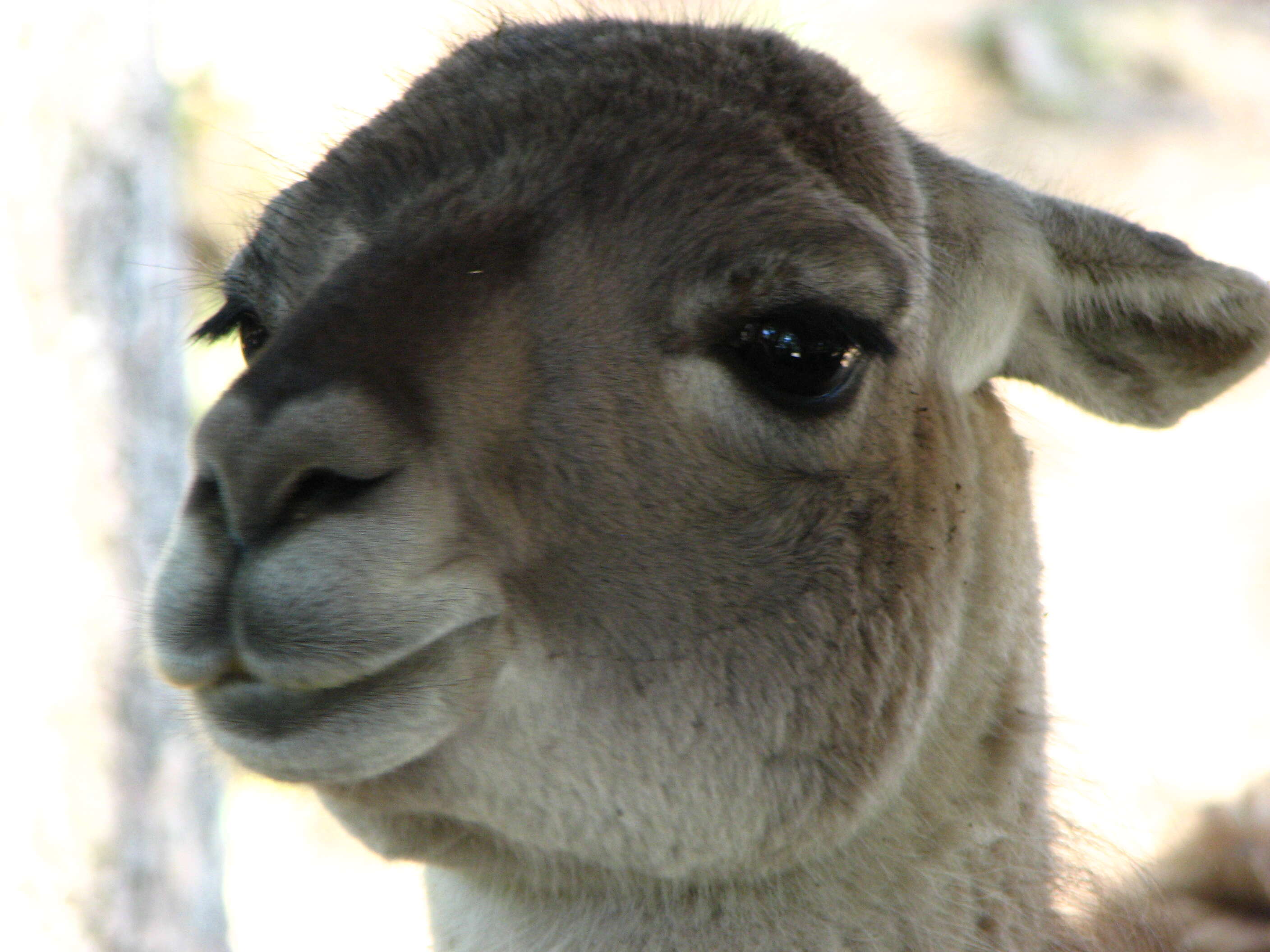 Image of llama