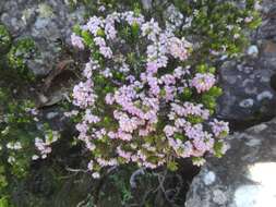 Image de Erica caterviflora Salisb.