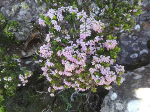 Image of Erica caterviflora Salisb.