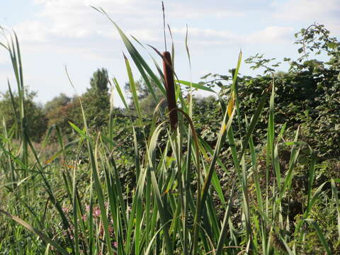 Image of broadleaf cattail